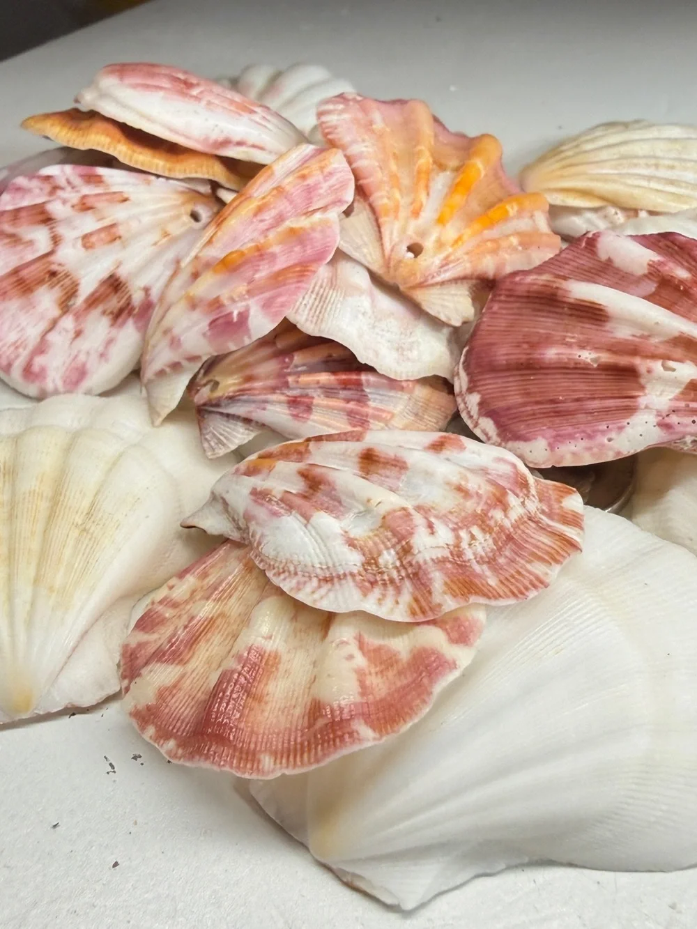 New! Natural Folded Scallops Pre Drilled Holes DIY Jewelry Making Crafting Lot